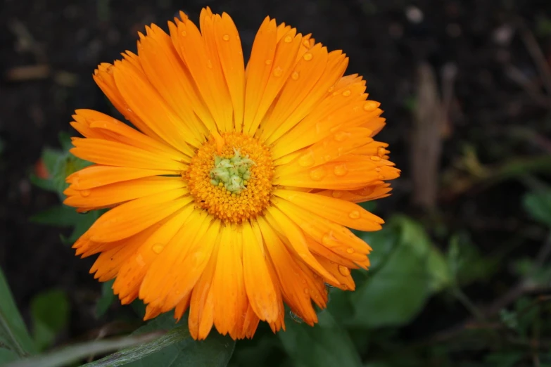 an orange flower with water droplets on it