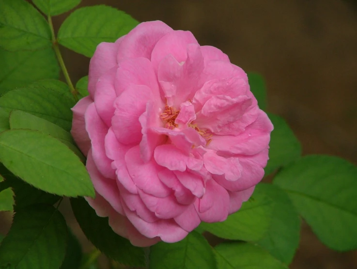 a close up of a pink flower on a stem