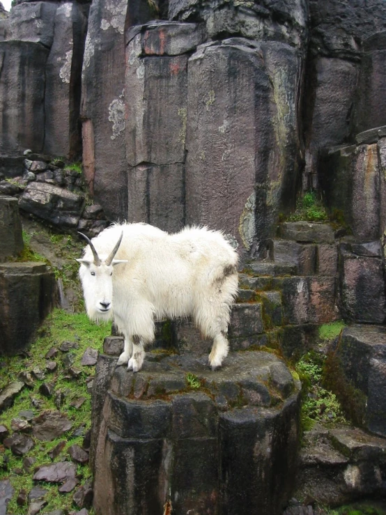 a mountain goat standing on some rocks in the outdoors