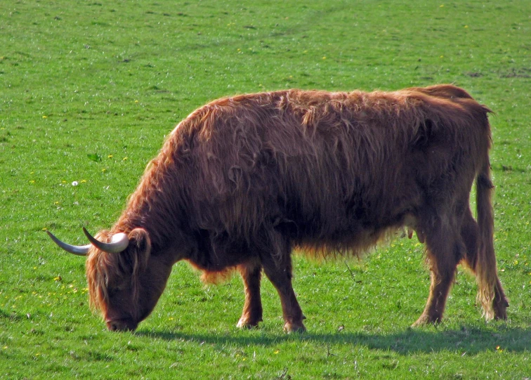 an ox grazes on a green field