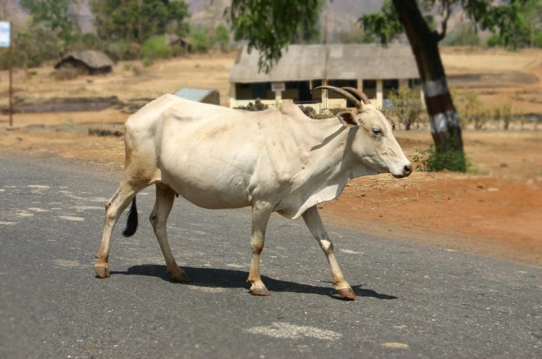 a large white cow is walking across the street