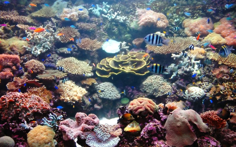 fish swimming in an underwater coral reef on the ocean