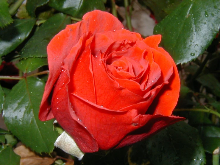 a red rose with green leaves in the background