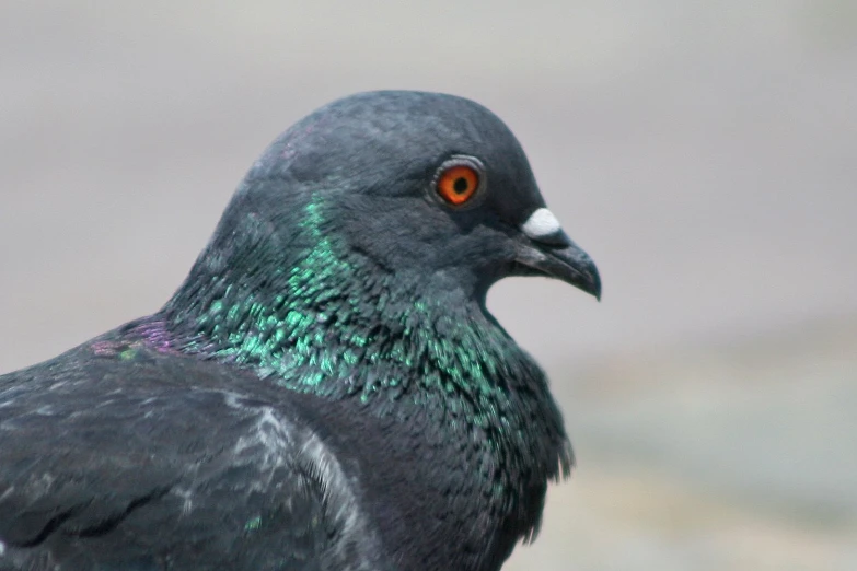 the bird is looking straight ahead with very bright orange eyes