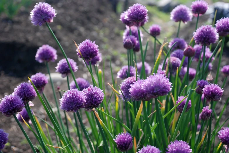 this is a large field with purple flowers