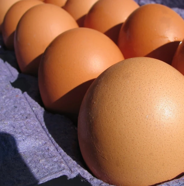 a large group of eggs sitting next to each other