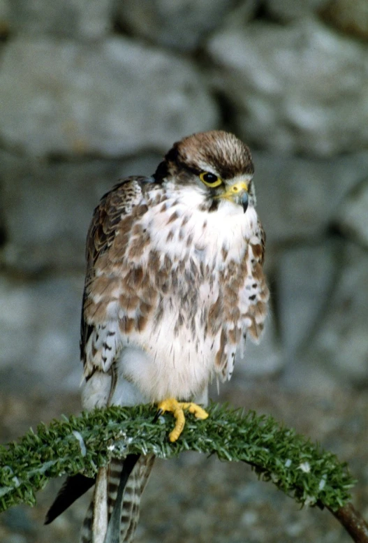 a bird sitting on top of a green piece of grass