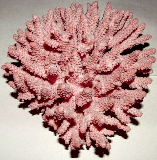 a cluster of pink corals lying in a pile