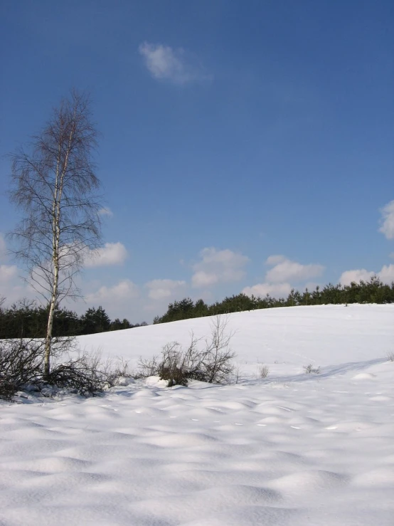 a lone snow covered tree on a clear day