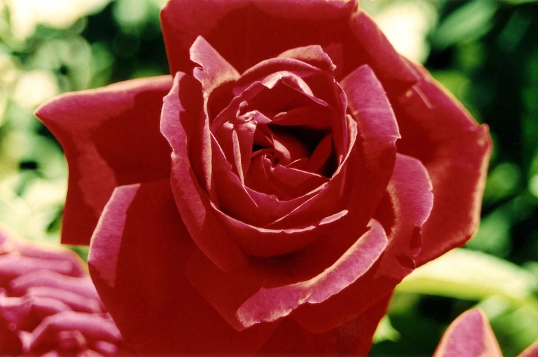 a closeup image of a beautiful red rose