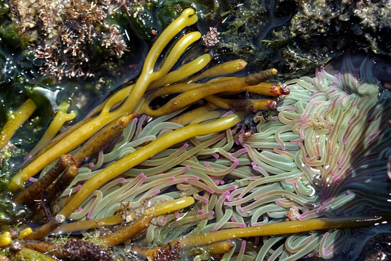 anemone fish swimming in an anemone pool