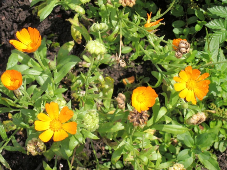 some pretty yellow and orange flowers near green plants