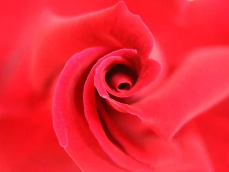 close up s of the petals of a bright red rose