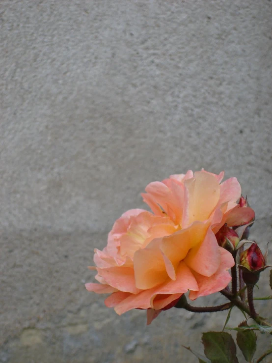 a pink rose is blooming in a vase