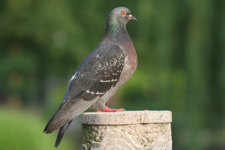 a close up of a bird perched on a wall