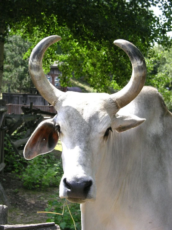 an animal has large horns and stands in front of the trees