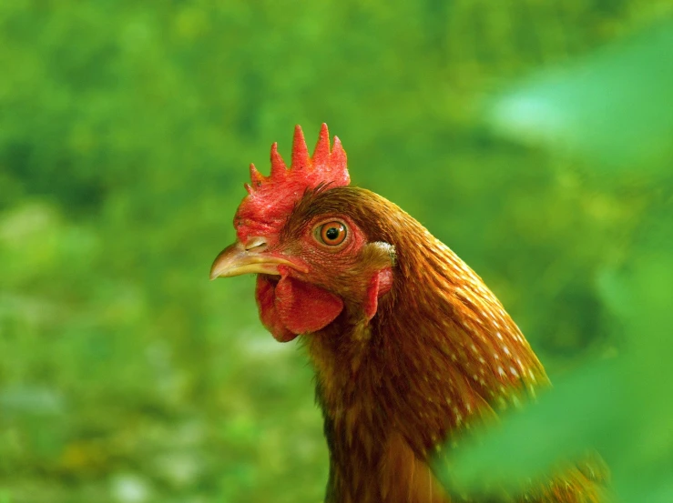 a close up of a rooster near a bush