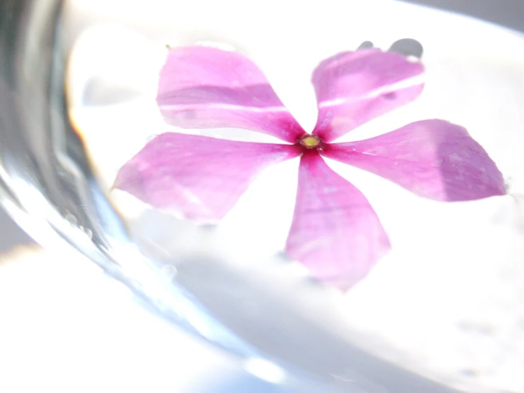 a closeup po of a flower inside of a water vase