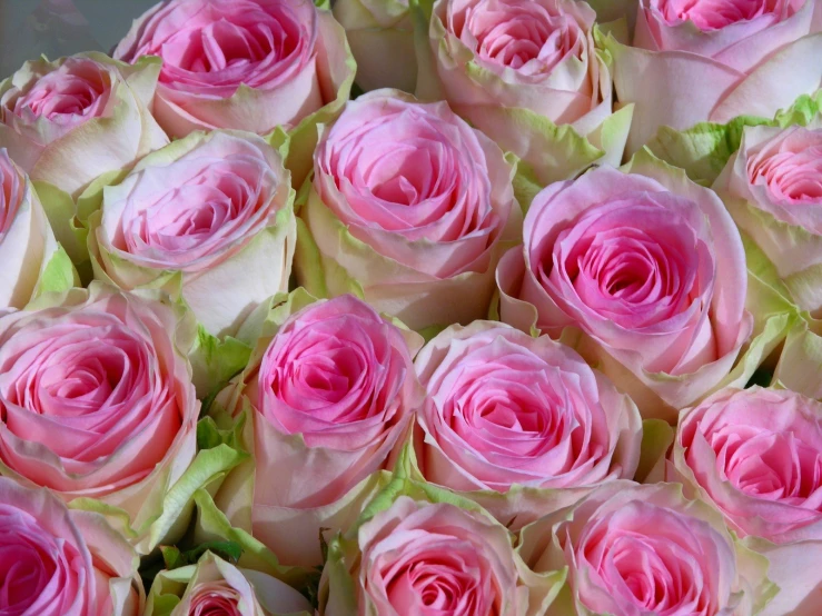 a large arrangement of pink roses sitting next to each other