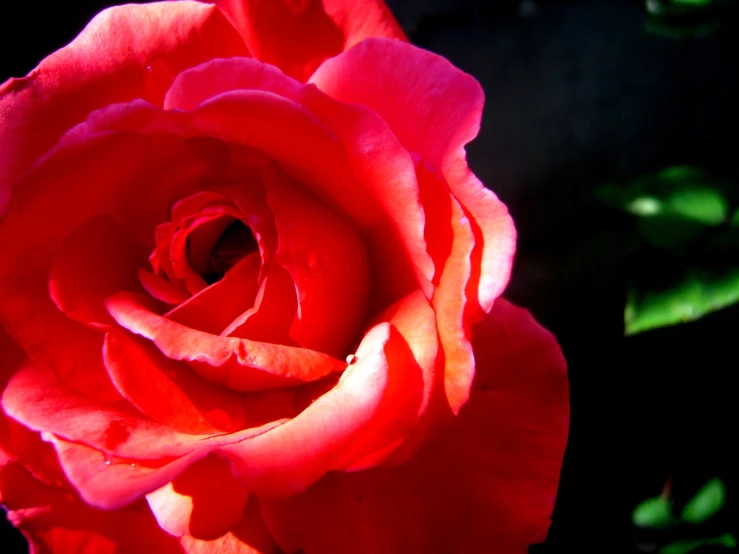 a single pink rose blooming in the sun