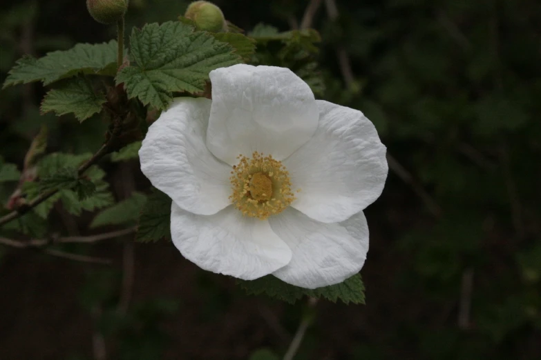 there is a flower with white petals and green leaves