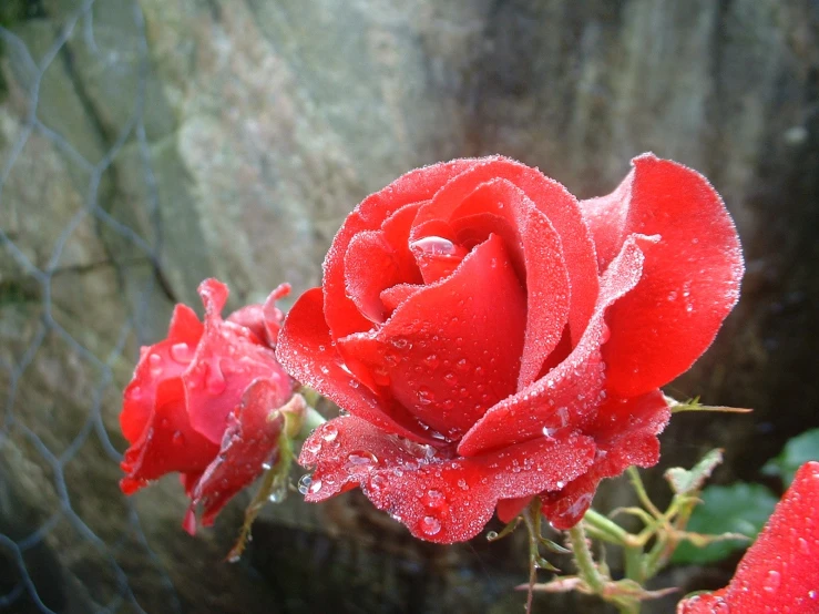 water drops on a rose by a fence