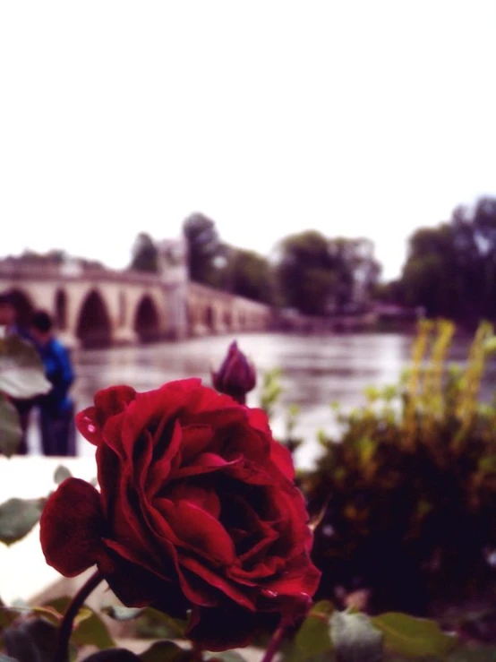 two people are looking at a rose near the water