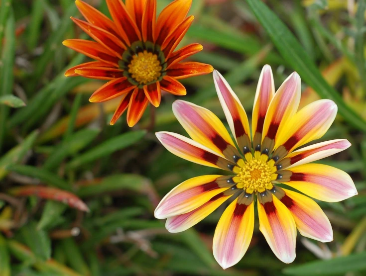 two different flower's, one is an orange and red