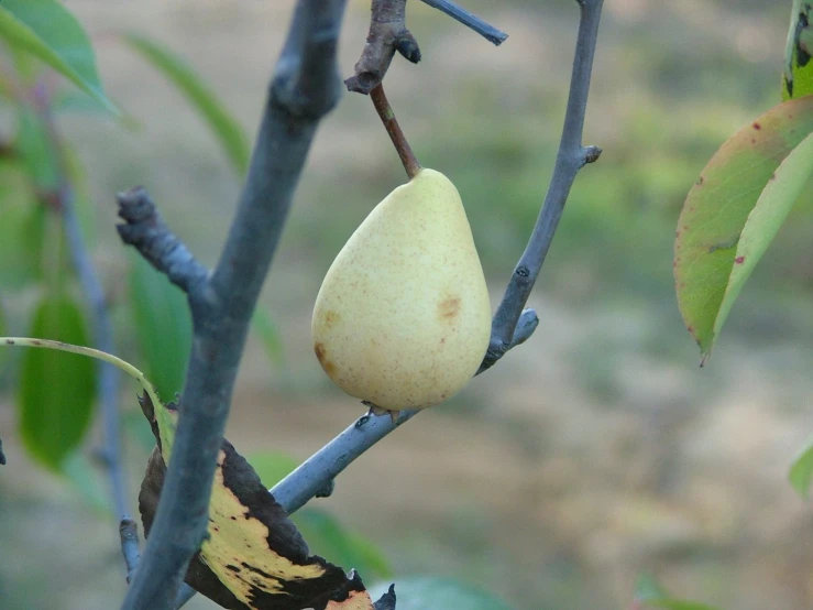 a pear on a small tree nch near the grass