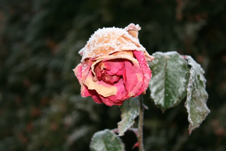 a pink and yellow flower that is covered in frost