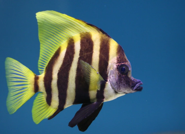 a striped fish with spots on it's face
