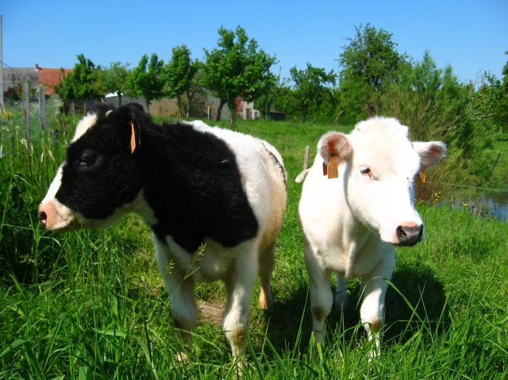 two cows walking through a grassy field next to trees