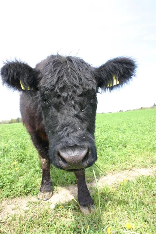 a large black cow standing in the middle of a field