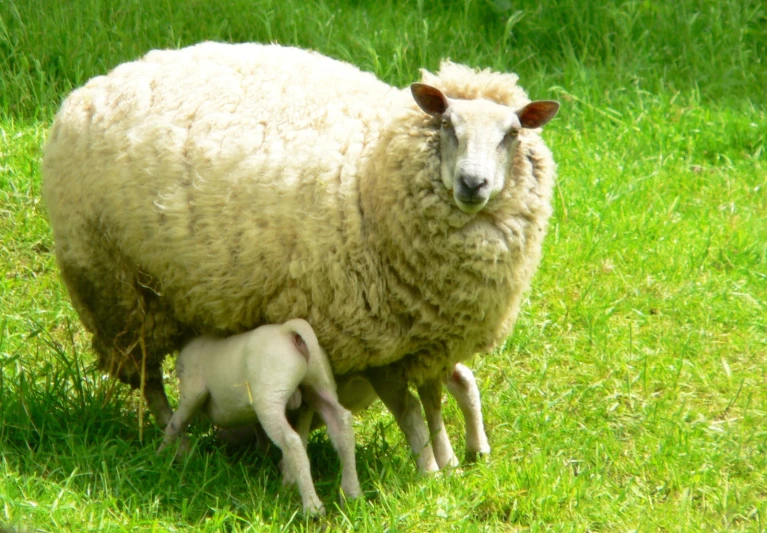 an adult sheep and baby lamb standing in the grass