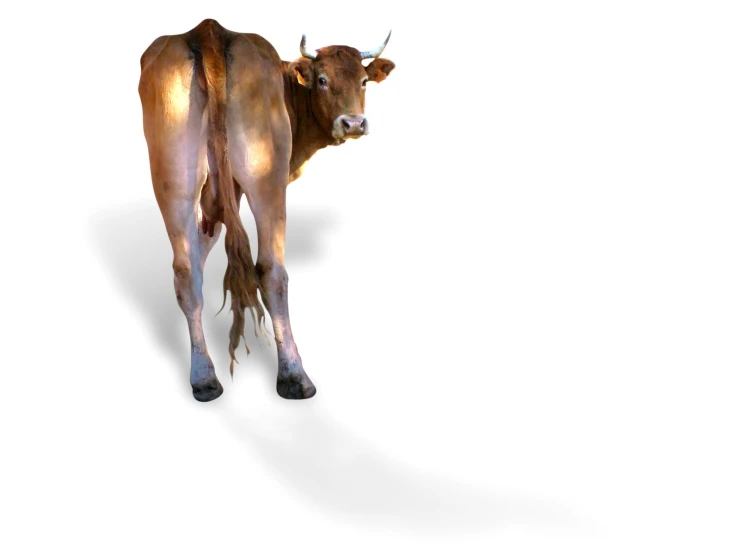 a single cow with two horns standing alone