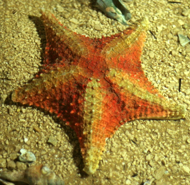 there is a starfish with an orange and yellow body on the sand