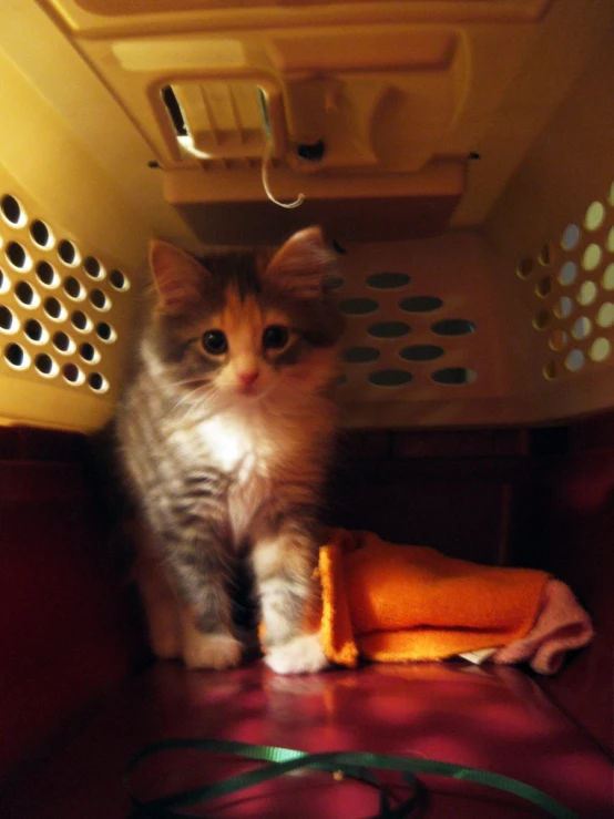 a small kitten sits next to a towel in a container