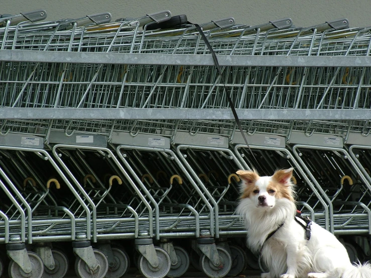 a dog that is sitting near some carts
