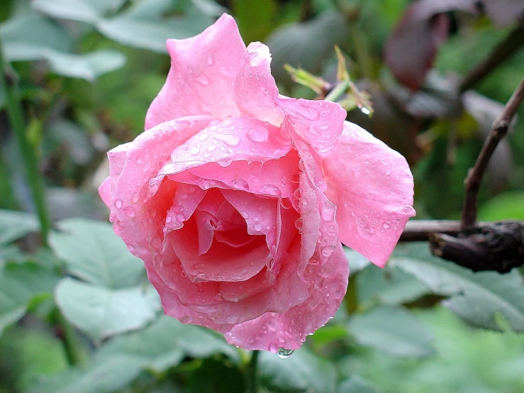 a rose with rain droplets on it and a dark green background