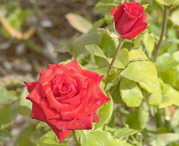 two roses growing in a garden next to each other