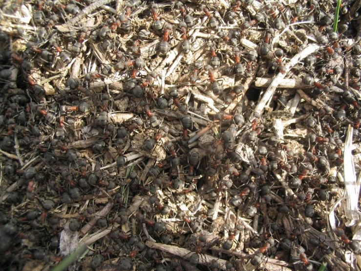 several red bugs sitting on some thin sticks