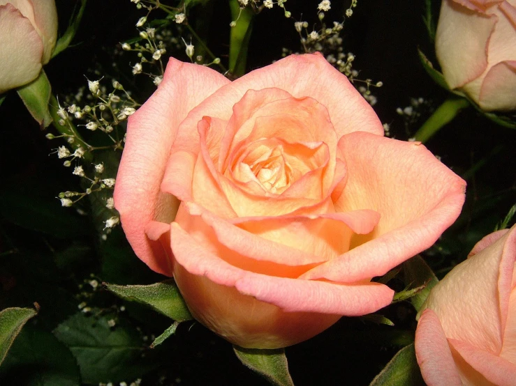 a vase of roses sitting on top of a table