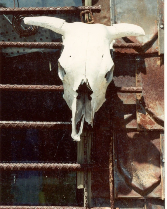 an animal skull hanging on a metal bars