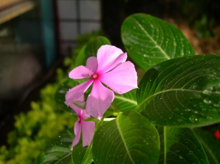 a purple flower with green leaves in the background