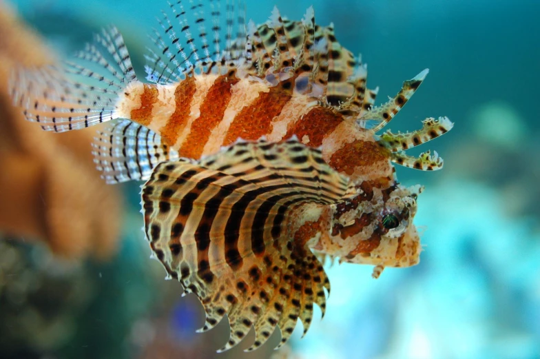 close up of a small, hairy fish with red and white stripes