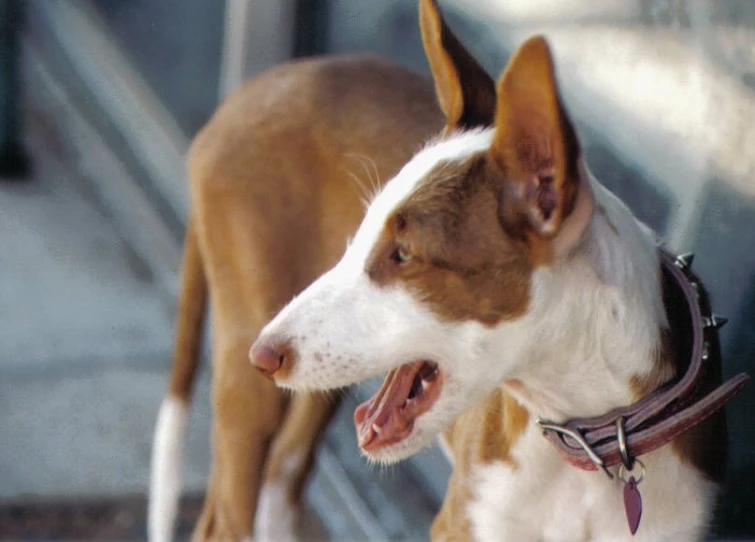 a dog looks alert in the sun