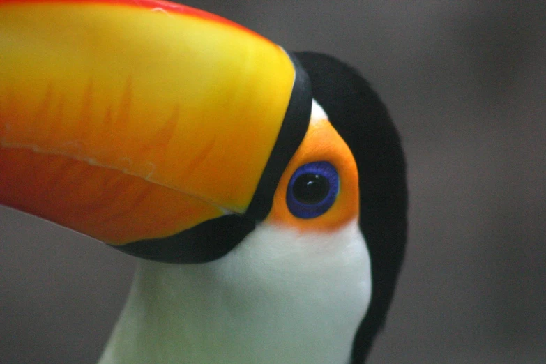 close up s of a toucan with blue eyes