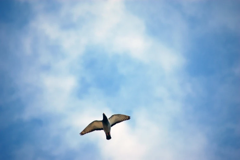 two white birds flying through the sky