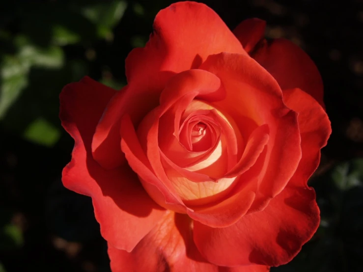a red rose with green leaves is shown in the background