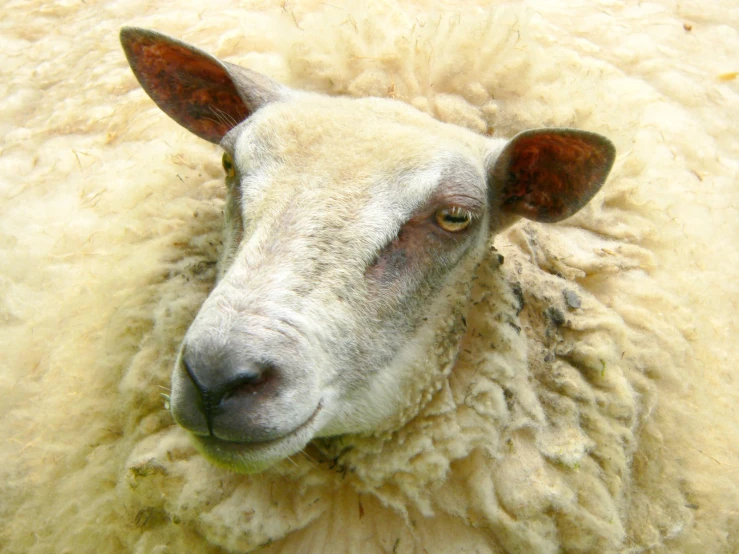 the sheep has white wool and is looking straight ahead